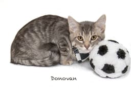 Donovan image 2