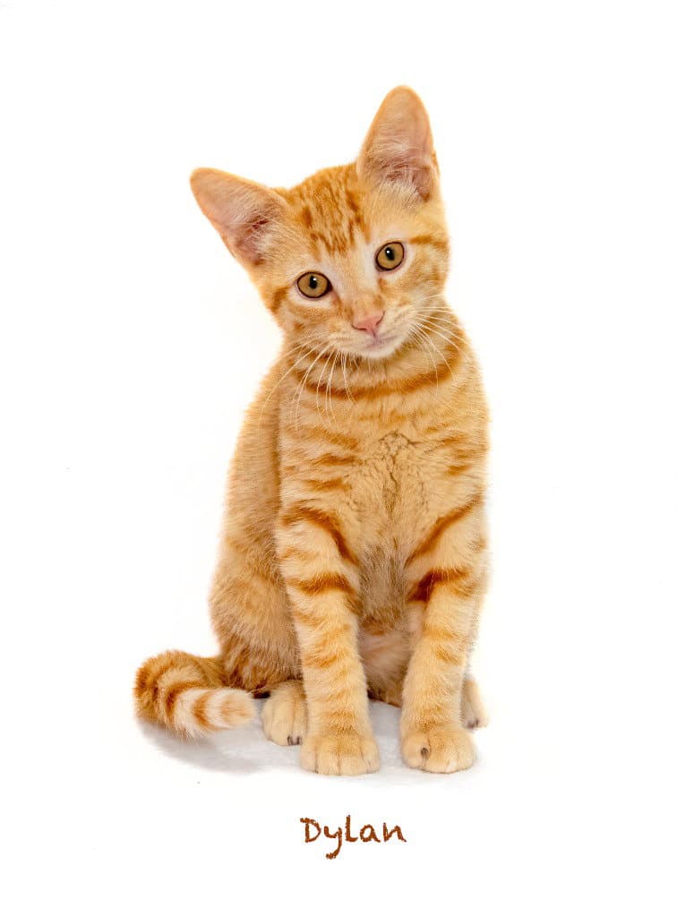Dylan - Domestic Short Hair