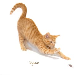 Dylan image 2