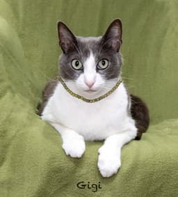 Gigi image 1