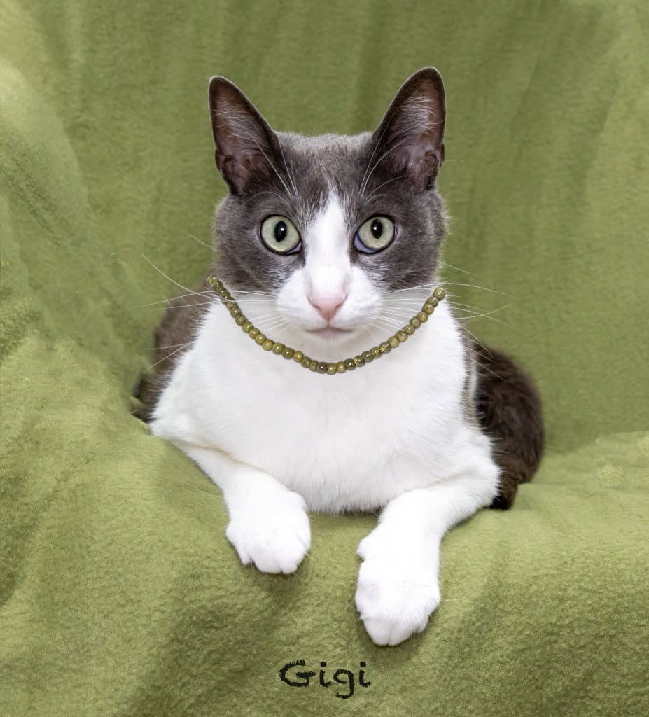 Gigi - Domestic Short Hair