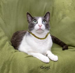 Gigi image 2