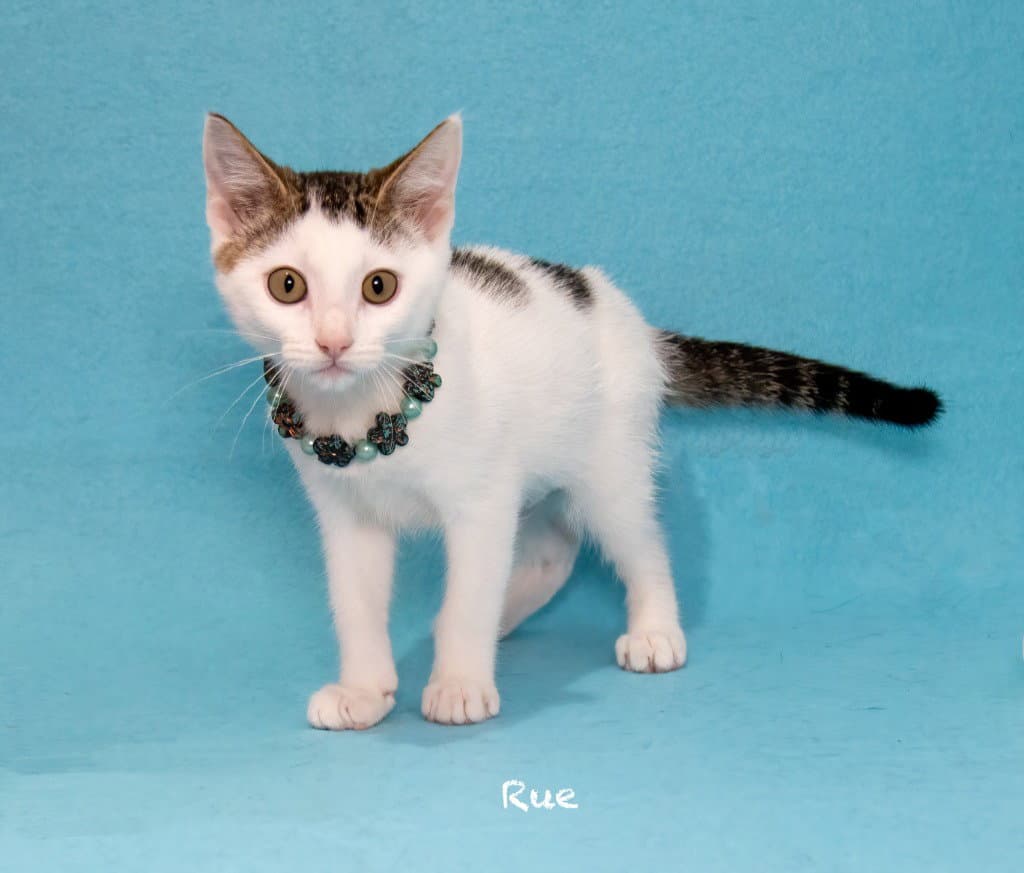 Rue - Domestic Short Hair