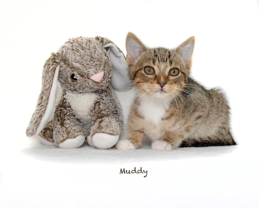 Muddy - Domestic Short Hair