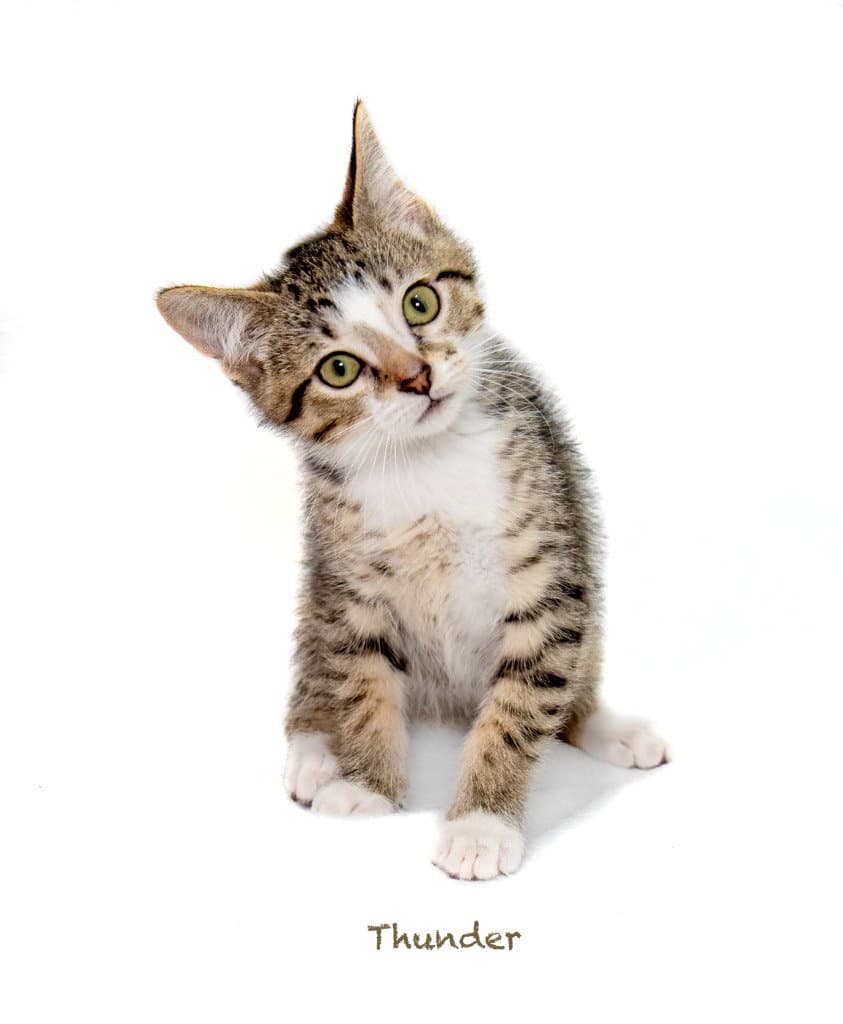 Thunder - Domestic Short Hair