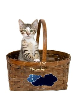 Thunder image 2