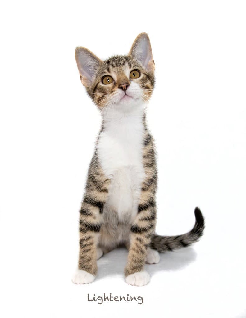 Lightning - Domestic Short Hair