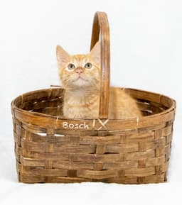 Bosch image 3