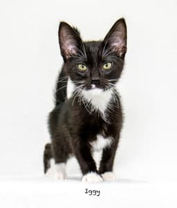 Iggy image 1