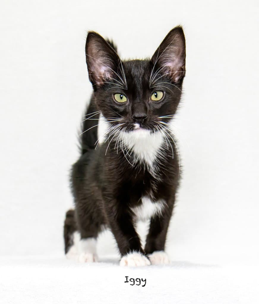 Iggy - Domestic Short Hair