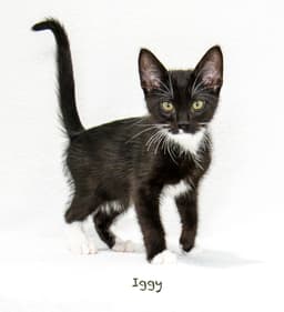 Iggy image 2