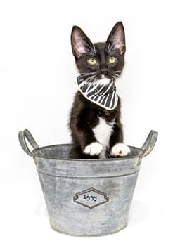 Iggy image 3