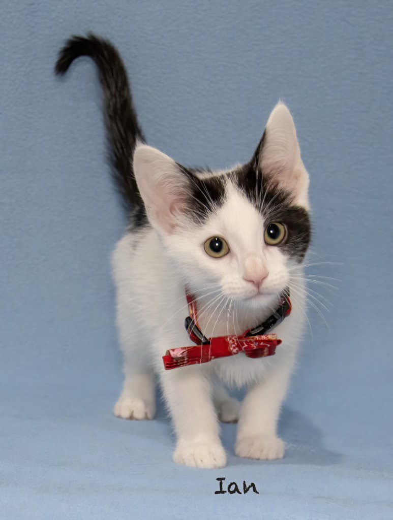 Ian - Domestic Short Hair