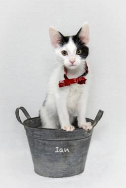 Ian image 2