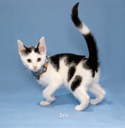 Irv image 1