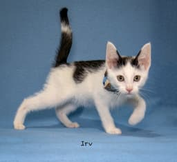Irv image 3