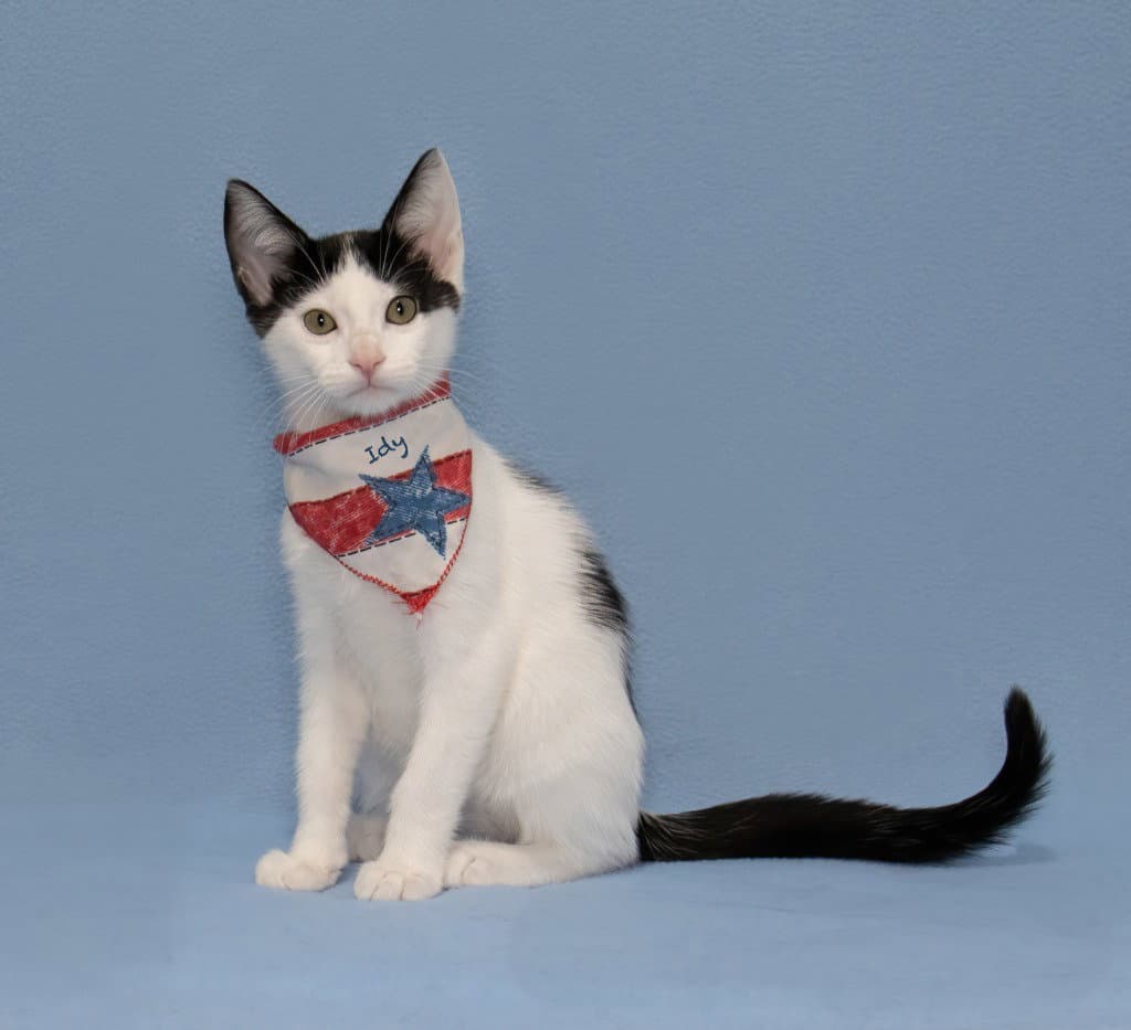 Indy - Domestic Short Hair