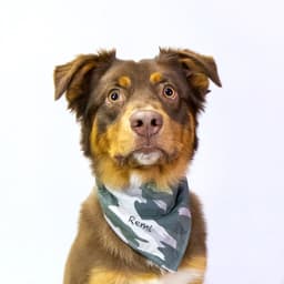 Remi image 1