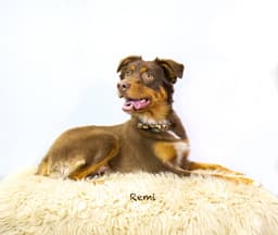 Remi image 2