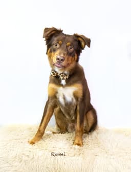 Remi image 3