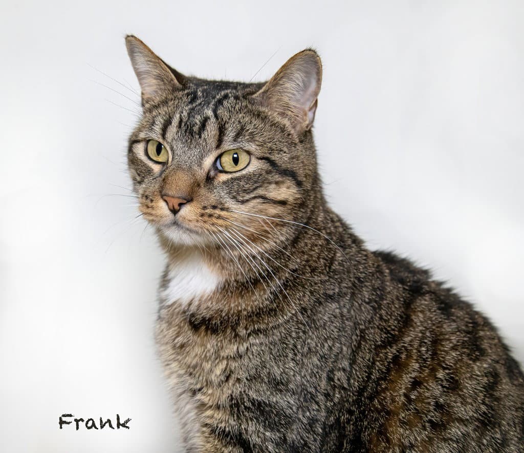 Frank - Domestic Short Hair