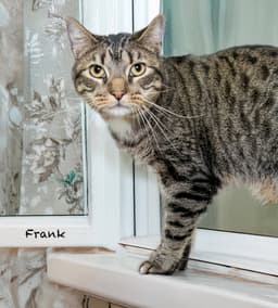 Frank image 3