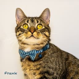 Frank image 4