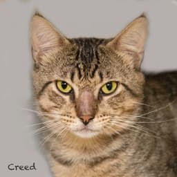 Creed image 1