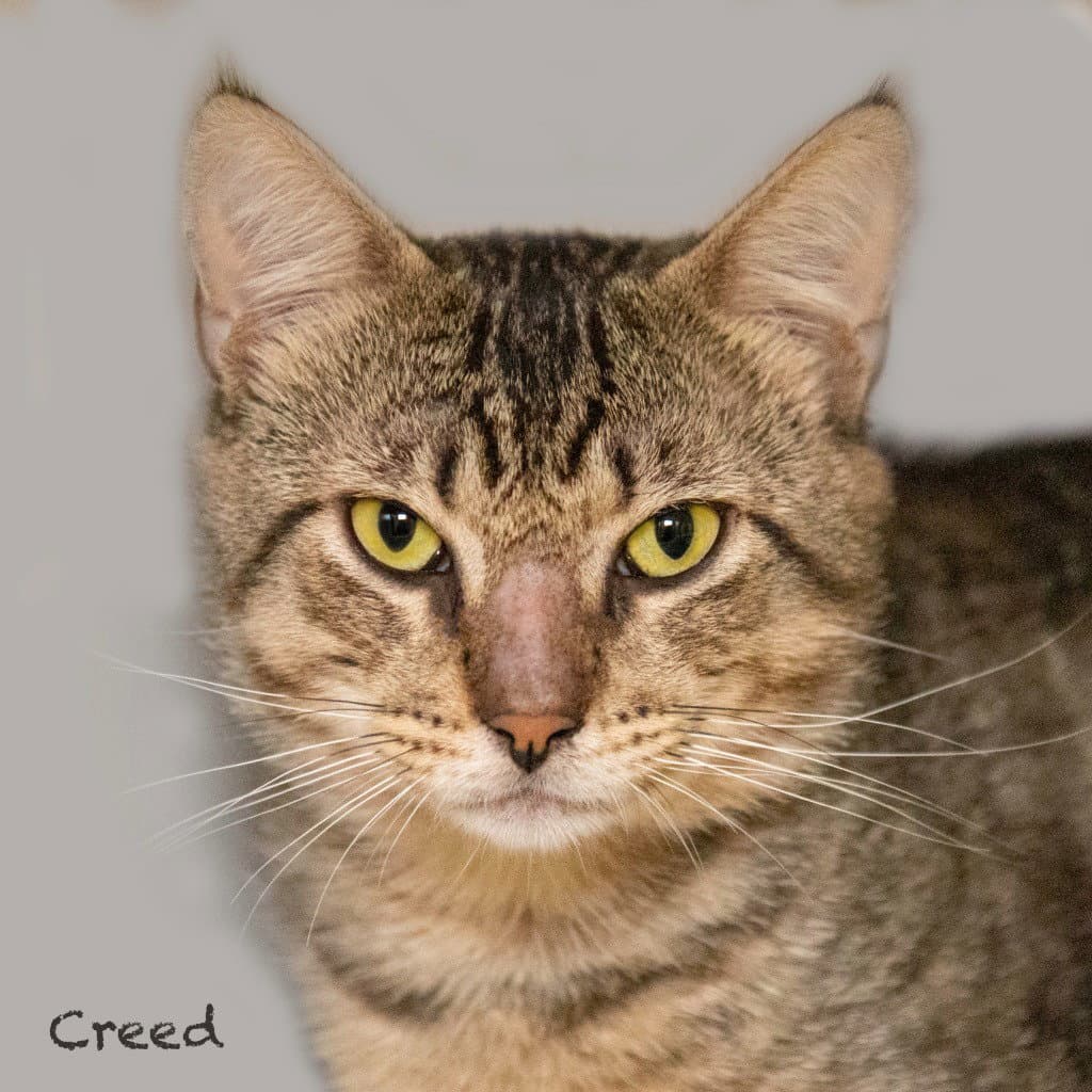 Creed - Domestic Short Hair