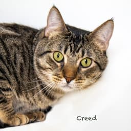 Creed image 3