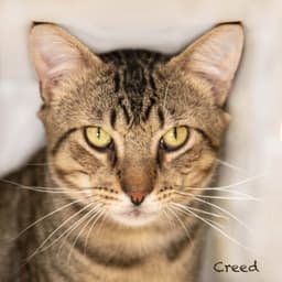 Creed image 4
