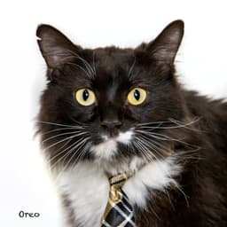 Oreo image 1