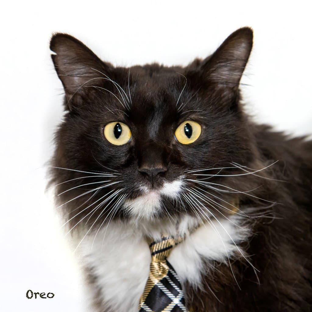 Oreo - Domestic Long Hair