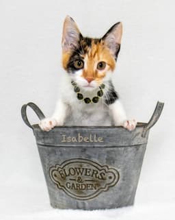 Isabelle image 3