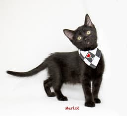 Merlot image 1