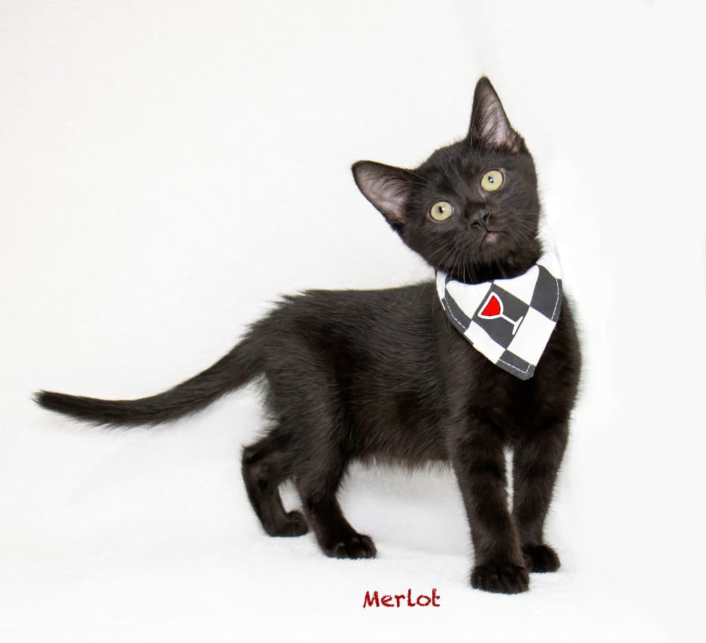Merlot - Domestic Medium Hair