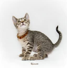 Rizzo image 1