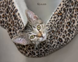 Rizzo image 2