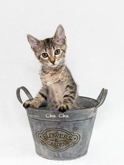 Cha Cha image 1
