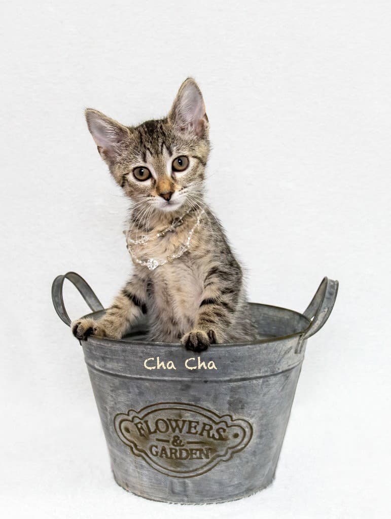 Cha Cha - Domestic Short Hair