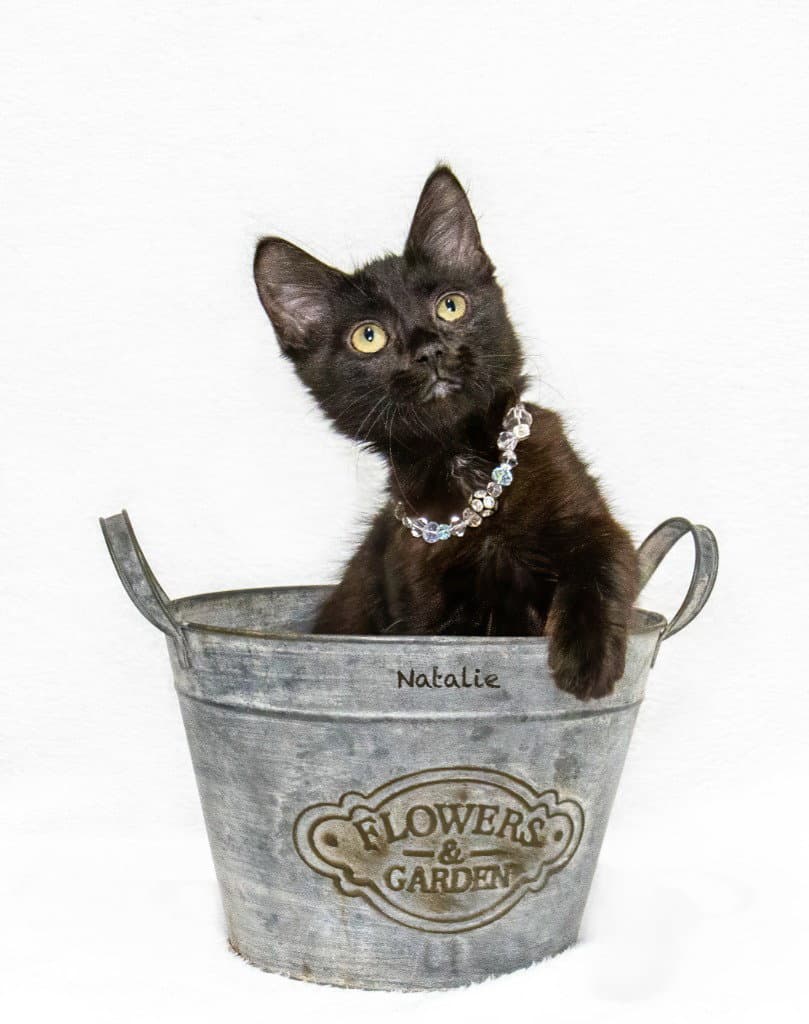 Natalie - Domestic Medium Hair