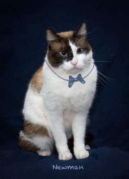 Newman image 1
