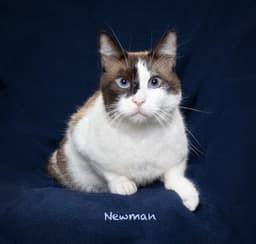 Newman image 2