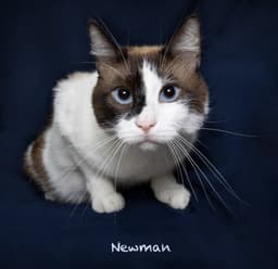 Newman image 3