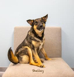 Shelley image 2