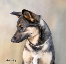 Shelley image 3