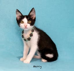 Mercy image 1