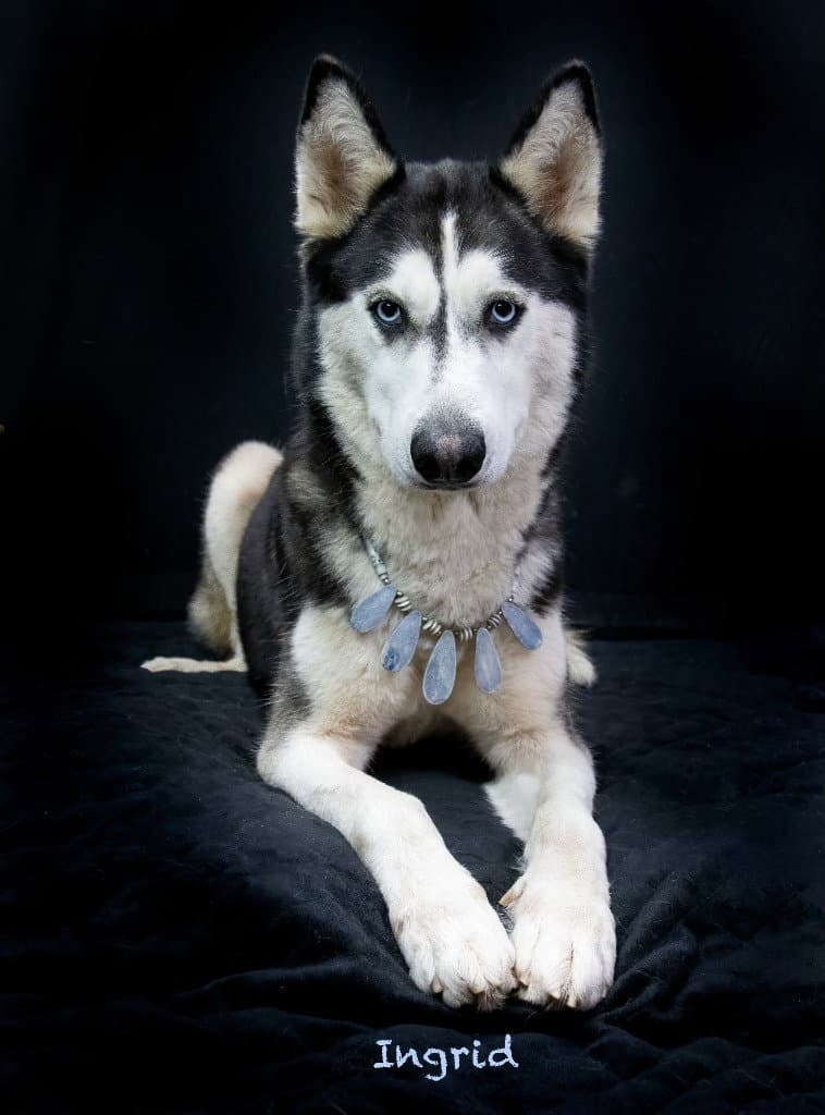 Ingrid - Husky
