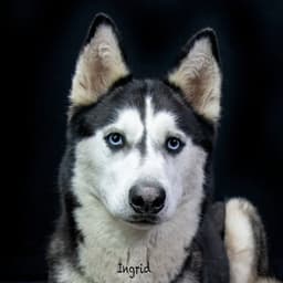 Ingrid image 3