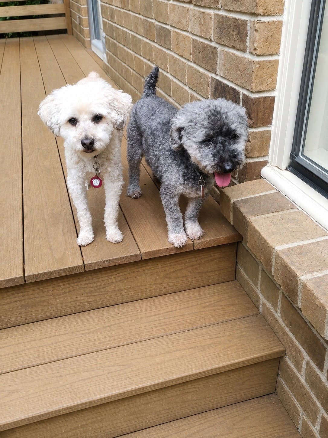 Skeeter Bonded With Ginger - Poodle (Miniature)